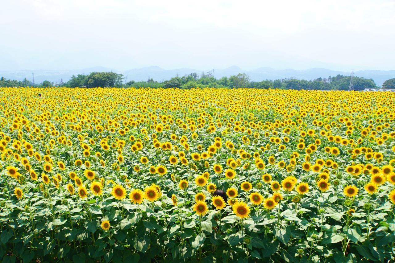 晴家 Guest House Fujikawaguchiko Dış mekan fotoğraf